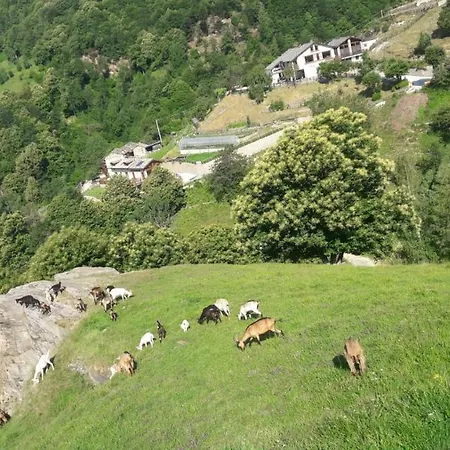 Fiorendo * Pinerolo